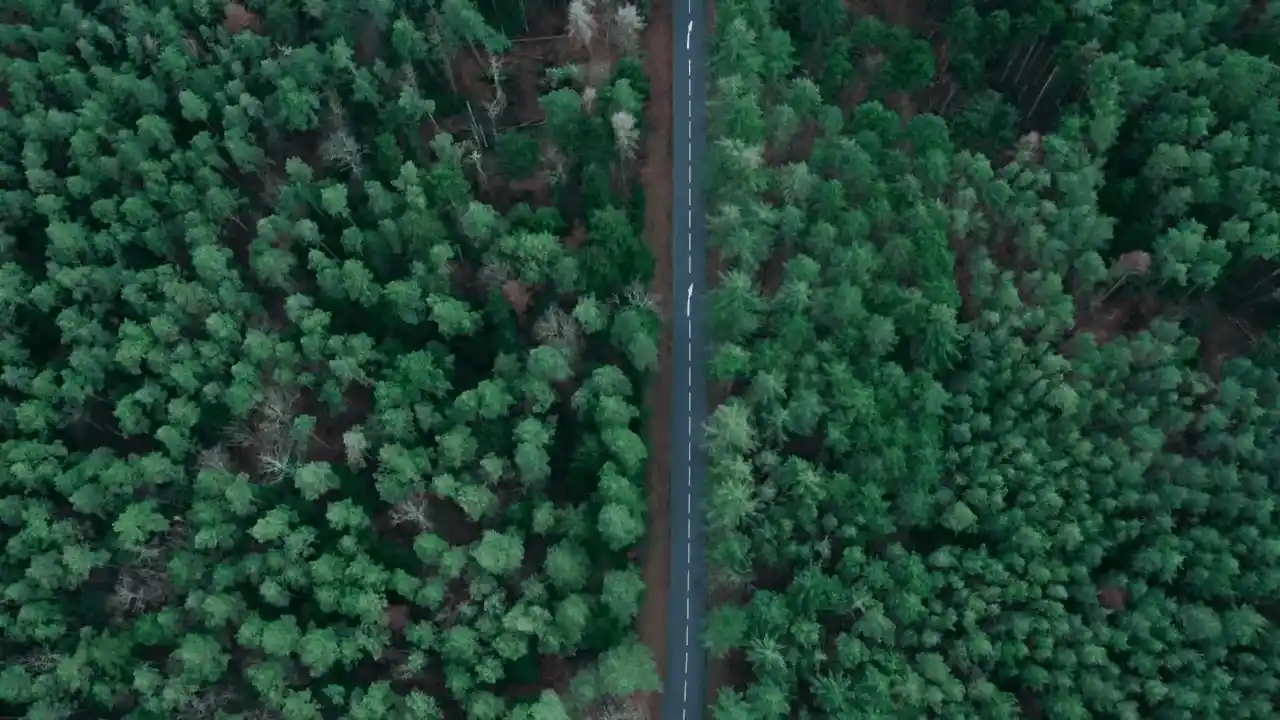 Forest top view